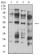 CHRNA5 Primary Antibody MP31250 [M2D2D10]