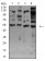 CHRNA7 Primary Antibody MP31257 [M7F10F1]