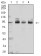 CTNNB1 Primary Antibody MP31277 [M7C5A2]