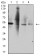 TNFRSF10D Primary Antibody MP31480 [M6G7G1]