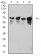 TRIM29 Primary Antibody MP31506 [M8C8G5]
