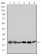 BID Primary Antibody MP30198 [M3C5]