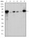 LMNA Primary Antibody MP30247 [M4E7]