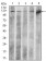 ACLY Primary Antibody MP30437 [M5F8D11]