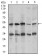 CHGA Primary Antibody MP30451P [M1A6B6]