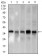 PCNA Primary Antibody MP30453P [M7H4F8]
