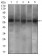 PDE1B Primary Antibody  MP30465P [M10B10B12]
