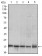 MRPL42 Primary Antibody MP30483A [M3H6H2]