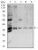 ANXA5 Primary Antibody MP30753 [M3B9F3]