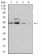 PSMC3 Primary Antibody MP31040 [M1G10B7]