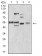 BIN1 Primary Antibody MP31051 [M3B6F10]