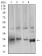 BCL2L2 Primary Antibody MP31283 [M4G12E6]