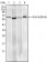 Pirh2 Primary Antibody MP30005 [M1H10]