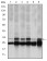 PSMB8 Primary Antibody MP30255 [M1A5]
