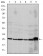 CASP8 Primary Antibody MP30279 [M1H11]