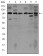 NOS2 Primary Antibody MP30368 [M4E5]