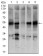 NR6A1 Primary Antibody MP30392 [M4G8]