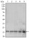MRPL42 Primary Antibody MP30483P [M3H6H2]