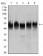 TUBB2A Primary Antibody MP30493 [M6A10B2]