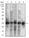 CASP-7 Primary Antibody MP30727 [M4D10B2]