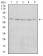 KBTBD8 Primary Antibody MP30768 [M7G8A6]