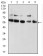 CBX2 Primary Antibody MP30881 [M4C11B10]