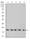Rab6b Primary Antibody MP31019 [M6D12G9]