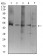ATG3 Primary Antibody MP31199 [M7A1D1]