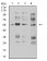 CHRNA5 Primary Antibody MP31251 [M8F11G8]