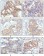 HER-2 Primary Antibody MP20127 [M9B9D8]