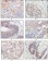 EphB3 Primary Antibody MP20195 [M4A122D1]