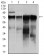 RAF1 Primary Antibody MP30330 [M4G4]