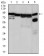 HSP90AA1 Primary Antibody MP30356 [M5G5]