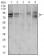 FOXP1 Primary Antibody MP30413 [M6E4]