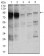 STAT5A Primary Antibody MP30423 [M6D4]