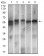 Ring1 Primary Antibody MP30500 [M8C12F4]