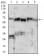 XRCC6 Primary Antibody MP30698 [M7A9E7]