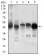 PDK2 Primary Antibody MP30710 [M3F2D7]