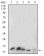 HH3 Primary Antibody MP30741 [M6D3B9]