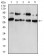CBX2 Primary Antibody MP30880 [M4D10B2]