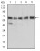 ALDH6A1 Primary Antibody MP30974 [M6H9B8]