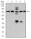SYN1 Primary Antibody MP31014 [M7B1D9]