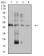 TFAP2A Primary Antibody MP31170 [M2H9F12]