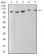 ATP2A1 Primary Antibody MP31210 [M4F11F6]
