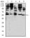 CD209 Primary Antibody MP31356 [M5C2A6]