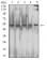 CD204 Primary Antibody  MP31541  [M5B8H4]