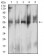 CD299  Primary Antibody MP31626  [M8A1B3]