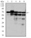 RPA1 Primary Antibody MP30348 [M4C4]