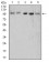 XRN2 Primary Antibody MP31010 [M9F7G11]