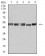 UFD1L Primary Antibody MP31060 [M2A6F3]